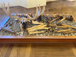 The Alces alces elk that we call moose in the Americas lived in Slovenia during Roman times (3rd and 5th Century). It is now extinct.